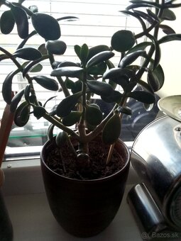 Slonia noha bananovnik kavovnik zamiokulkas fikus yuka - 10