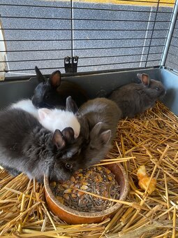 Trpaslíčie králiky - 10