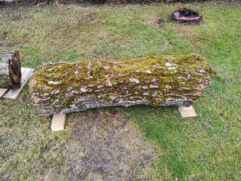 Predám 4 kmene z nedávno spíleneho stromu - 10