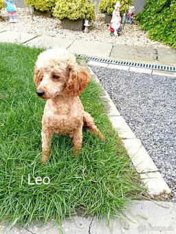 Cavapoo - 10