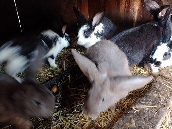 Predám 6-7 mesačné králiky - 10