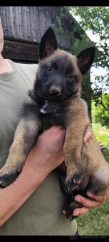 Belgický ovčiak malinois - 10