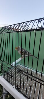 Predám Kanáriky,Kanáre - 10