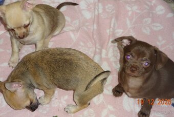 čivava krátkosrstá - 10