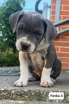 American bully XL, Americký stafordsirsky terier, - 10