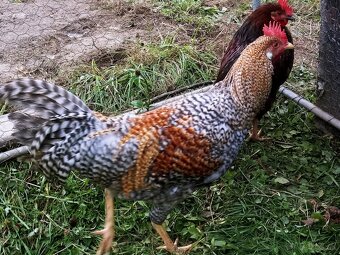 Predám kohúta araucana - 10