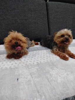 Yorksirsky terrier, Yorkshire teriér, Čoko York - 10