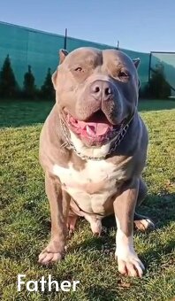 American Bully XL - krytí - 10
