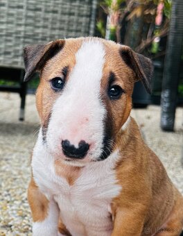 Bullterrier, Bullterier, Bulterier - 10