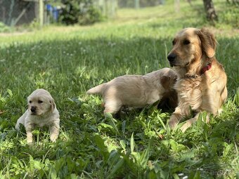 Čistokrvné šteniatko zlatý retriever, psík - 10