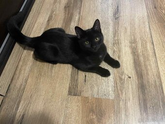 Darujem kocúrika - 10