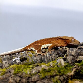 Pagekón riasnatý z chovu GeckoSVK - 10