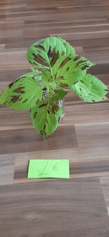 Zakorenené izbove rastliny - 10