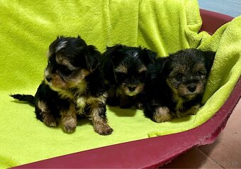 Yorkshire terrier - 10