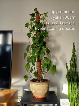 Izbové rastliny NOVÉ PRIDANÉ - 10