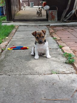 Jack Russel Terier šteniatka - 10