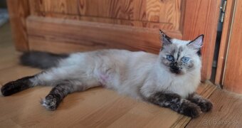 Mačiatka Ragdoll - 10