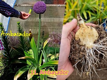 Okrasný cesnak 13 druhov od 0.15€ - 10