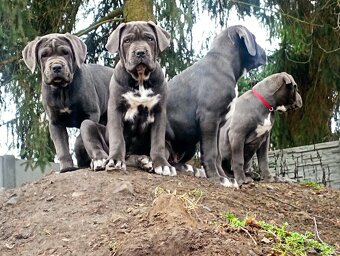 Cane Corso - 10