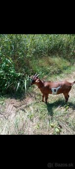 Anglonubijska koza a cap - 10