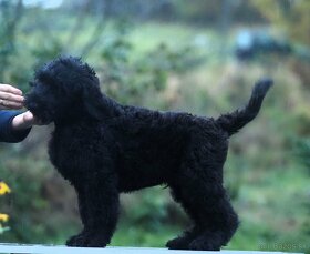 Čierny ruský teriér, šteňa, pes - 10