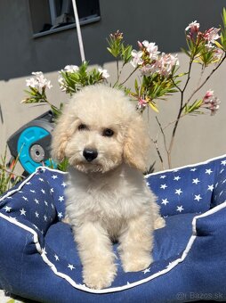 Pudel, pudla, poodle Puppy - 10