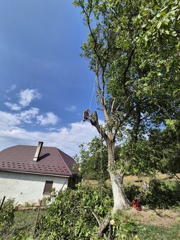 Výrub rizikových stromov,rez ovocných stromov - 10