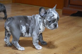 francuzsky buldocek - 10