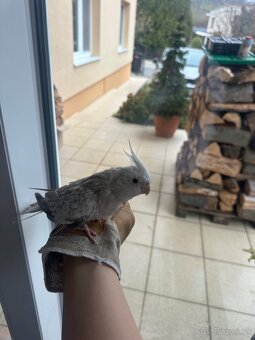 Klietka pre vtáky - 10