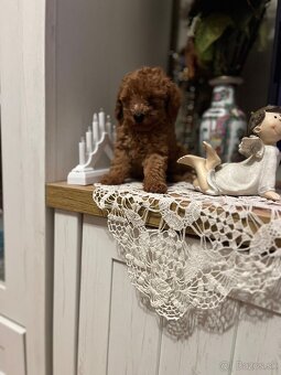 Pudel toy Red ultra mini - 10