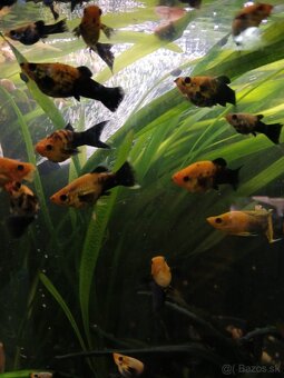 Skalare mramorové-Platy-živorodky-Ampularie - 10