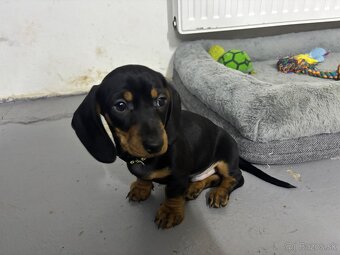 Jazvečík kratkosrstý - 10