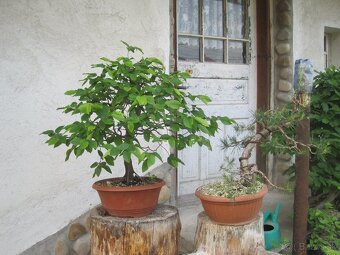 bonsai,bonsaj-hrab 13 - 10