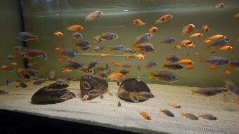 Africké cichlidy - 10