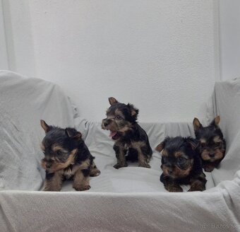 Yorkshirsky terier - 10