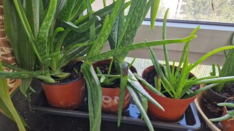Aloe vera - 10