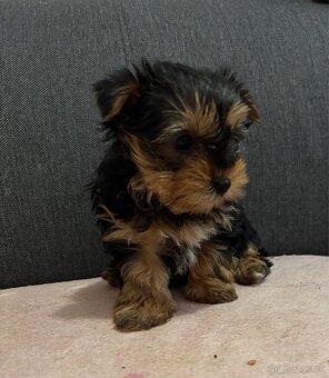 Yorkshire terrier - 10