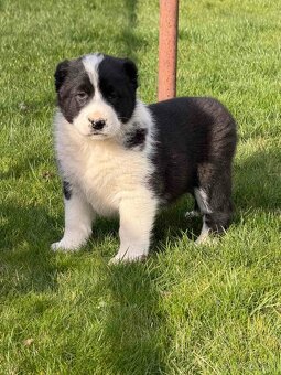 Stredoázijského ovčiaka - 10