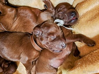 Írsky seter – šteniatka s PP na predaj - 10