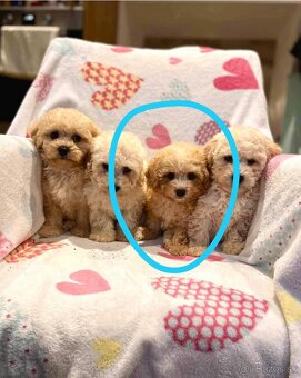 Apricot Maltipoo - 10