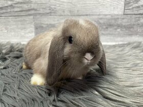 MiniLop, králik - 10