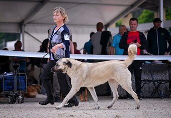 Kangal štěňata - 10