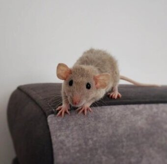 Potkaniky dumbo a štandart s VP - 10