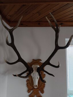 Trofej,parohy,parozie - 10