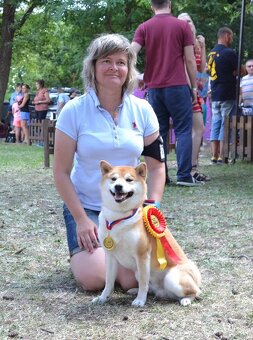 Shiba inu s PP /FCI / - 10