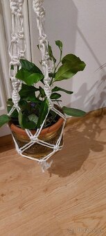 Lampaš a mix vecičky - 10