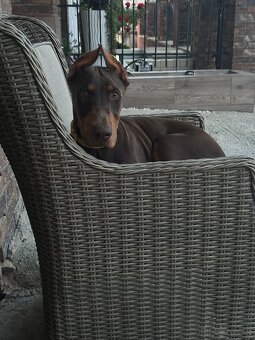Doberman šteniatka - 10