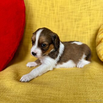 Šteniatka Kooikerhondje – Holandský vábič kačiek - 10