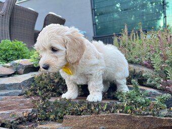 Maltipoo - šteniatko (fenka) - 10