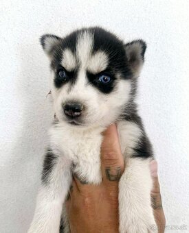 Šteniatka Husky ❤️ - 10